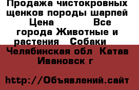 Продажа чистокровных щенков породы шарпей › Цена ­ 8 000 - Все города Животные и растения » Собаки   . Челябинская обл.,Катав-Ивановск г.